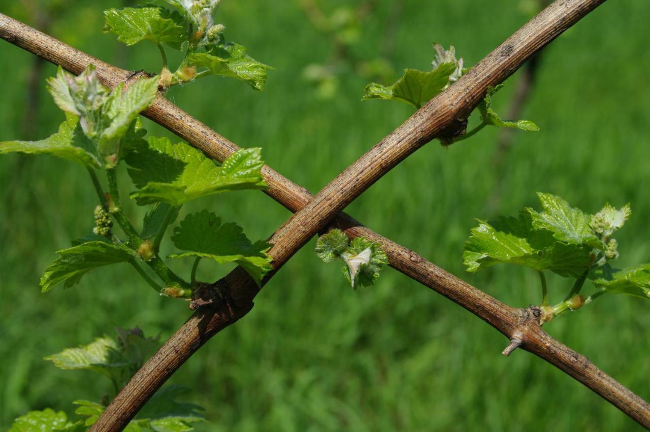 Weingut- Gaestezimmer Marko Leutschach Exterior foto