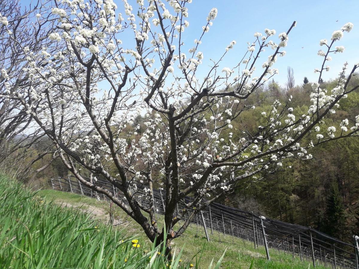 Weingut- Gaestezimmer Marko Leutschach Exterior foto